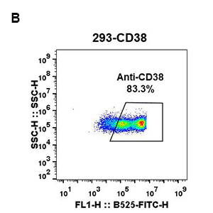 Anti-CD38 antibody(DM30), Rabbit mAb