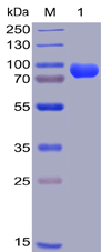 Human CD38 Protein, hFc-His Tag