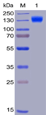 Human FLT3 Protein, hFc-His Tag