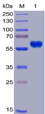 Human 4-1BB Protein, mFc-His Tag