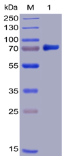Human B7-H3 Protein, mFc-His Tag