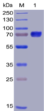 Human CD27 Protein, mFc-His Tag