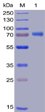 Human OX40 Protein, hFc-His tag