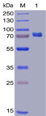 Human PD-L1 Protein, mFc-His tag