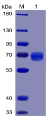 Human PD-1 Protein, mFc-His tag