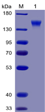 Human CD96 Protein, mFc-His tag