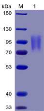 Human B7-2 Protein, mFc-His Tag