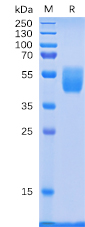 Human PSCA Protein, hFc Tag