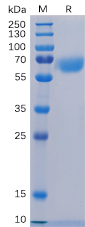 Human CD48 Protein, hFc Tag