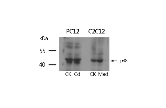 P38 MAPK(Ab-180/182) Antibody