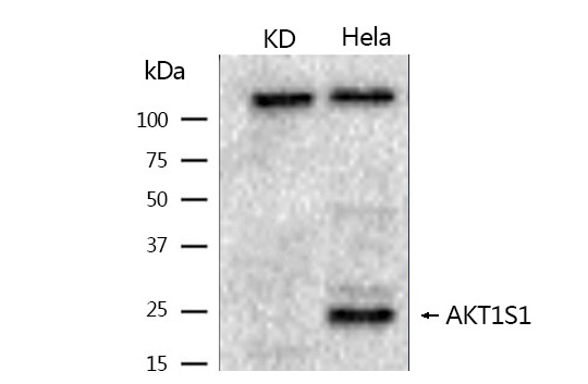 AKT1S1 antibody - SAB | Signalway Antibody