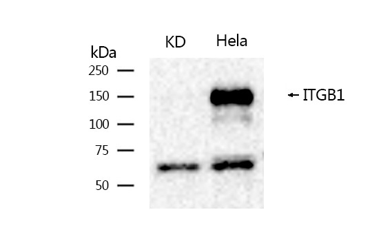 Integrin beta-1 Rabbit mAb