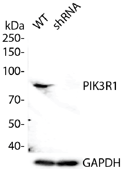PI 3 Kinase p85 alpha Rabbit mAb