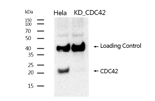 CDC42 Rabbit mAb