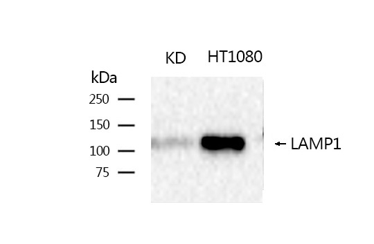 LAMP1 Rabbit mAb