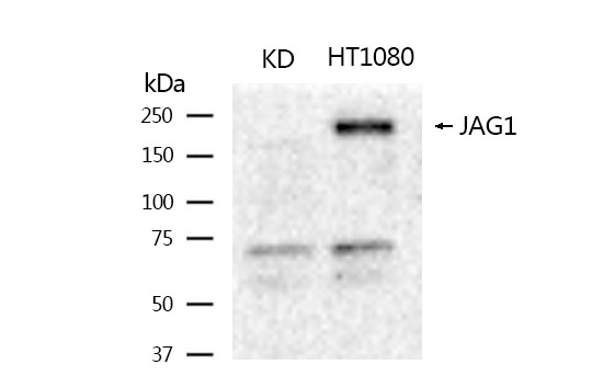 Jagged1 Rabbit mAb