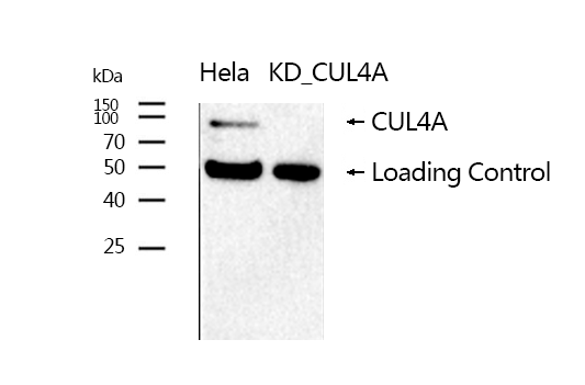 Cullin 4a Rabbit mAb