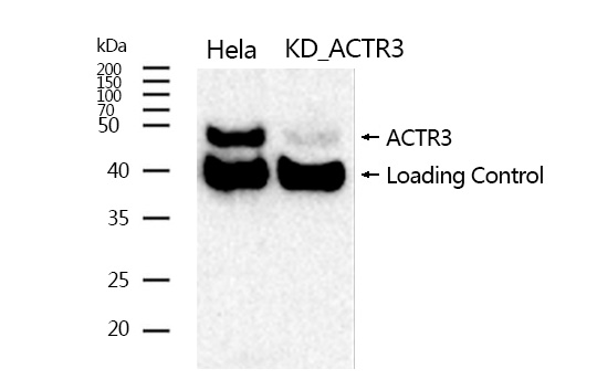 Arp3 Rabbit mAb