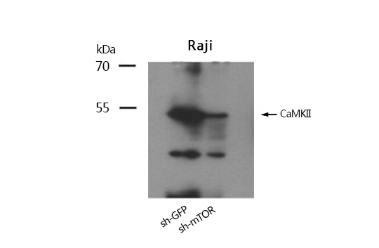 CaMKII(Ab-286) Antibody