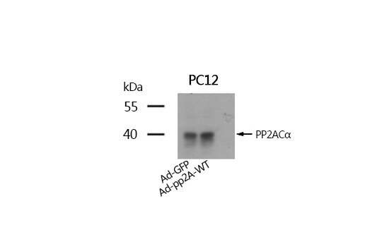 PP2A-a Antibody
