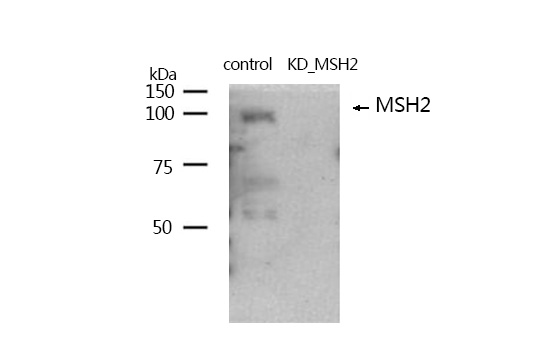 MSH2 Antibody