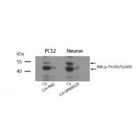 JNK1/JNK2/JNK3(phospho-Thr183/Tyr185) Antibody