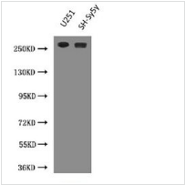 Nestin Monoclonal Antibody
