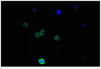 Nestin Monoclonal Antibody
