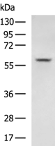 SLC8B1 Antibody