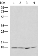 NDUFA1 Antibody