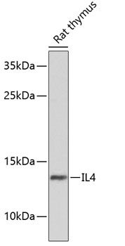 IL4 Rabbit Polyclonal Antibody