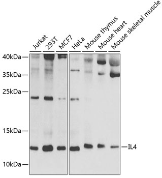 IL4 Rabbit Polyclonal Antibody