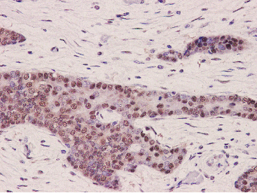 Cullin 4a Rabbit mAb