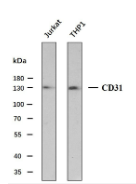CD31 (ABT-CD31) Mouse Monoclonal Antibody