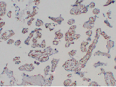 CD31 (ABT-CD31) Mouse Monoclonal Antibody