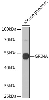 GRINA Polyclonal Antibody