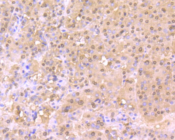 Cullin 4a Rabbit mAb