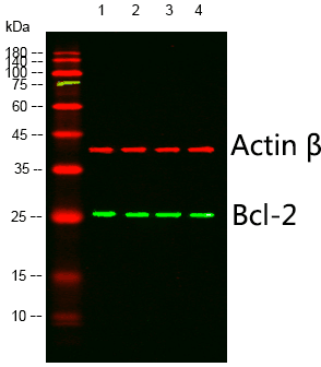 BCL2 Antibody