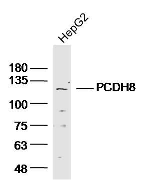 PCDH8 Polyclonal Antibody