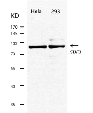 STAT3(Ab-727) Antibody - SAB | Signalway Antibody