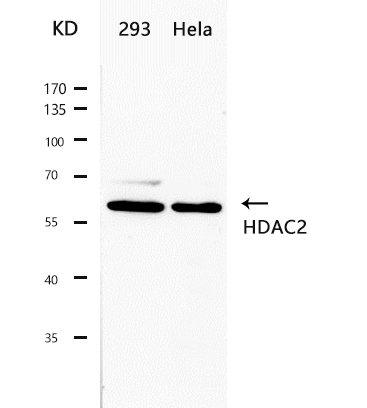 HDAC2(Ab-394) Antibody
