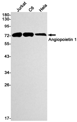 Angiopoietin 1 Rabbit mAb