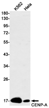 CENPA Rabbit mAb