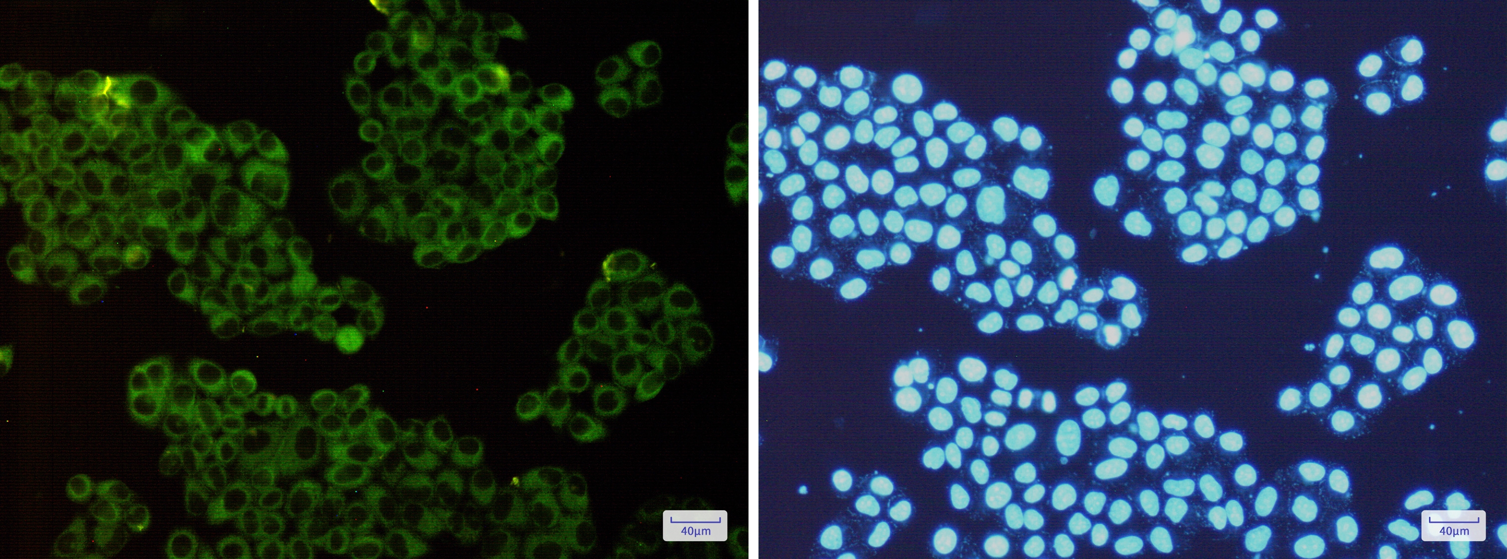 ROCK2 Rabbit mAb