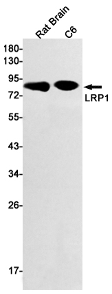 LRP1 Rabbit mAb