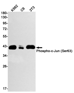 Phospho-c Jun (Ser63) Rabbit mAb