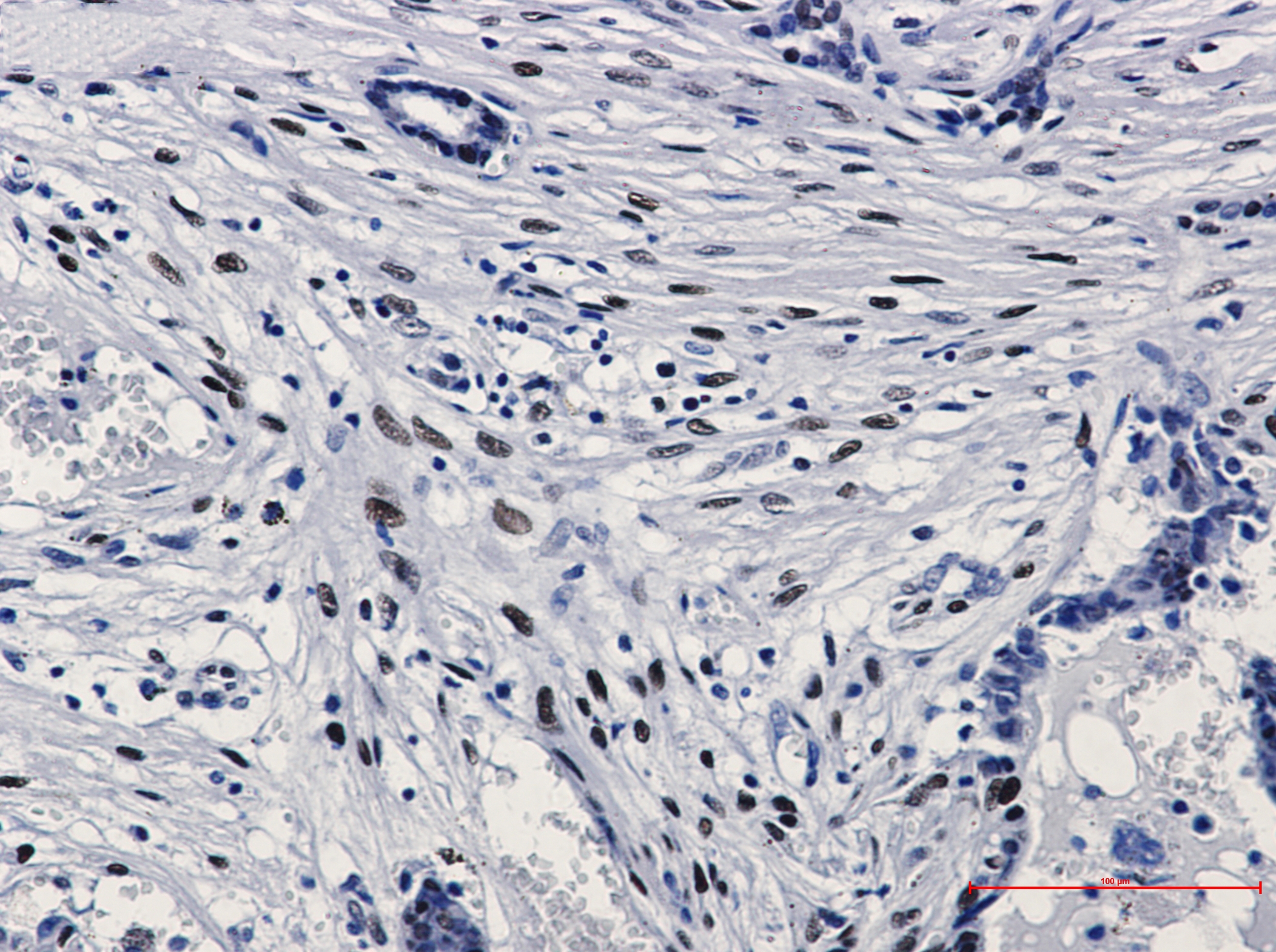 Phospho-c Jun (Ser63) Rabbit mAb