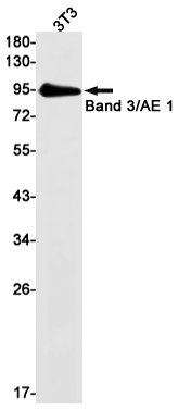 Band 3 Rabbit mAb