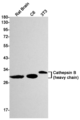 Cathepsin B Rabbit mAb