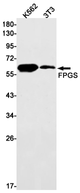 FPGS Rabbit mAb